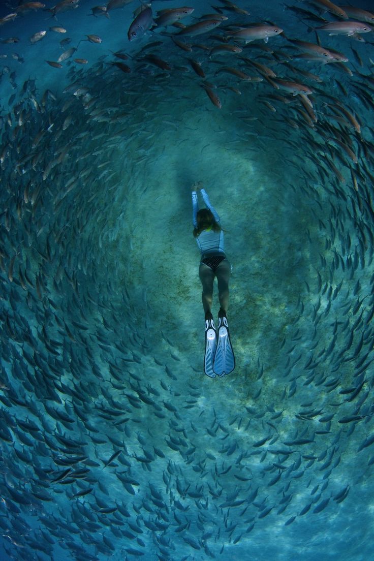 Spearfishing Iohone Wallpaper Hd - HD Wallpaper 