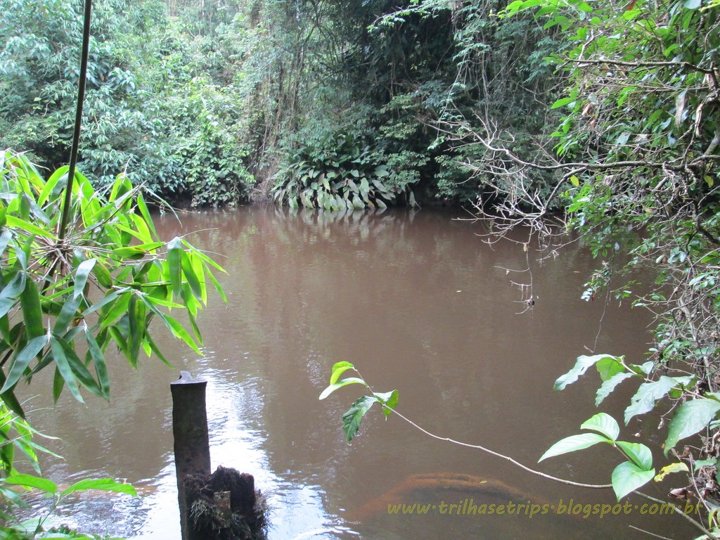 Riparian Forest - HD Wallpaper 