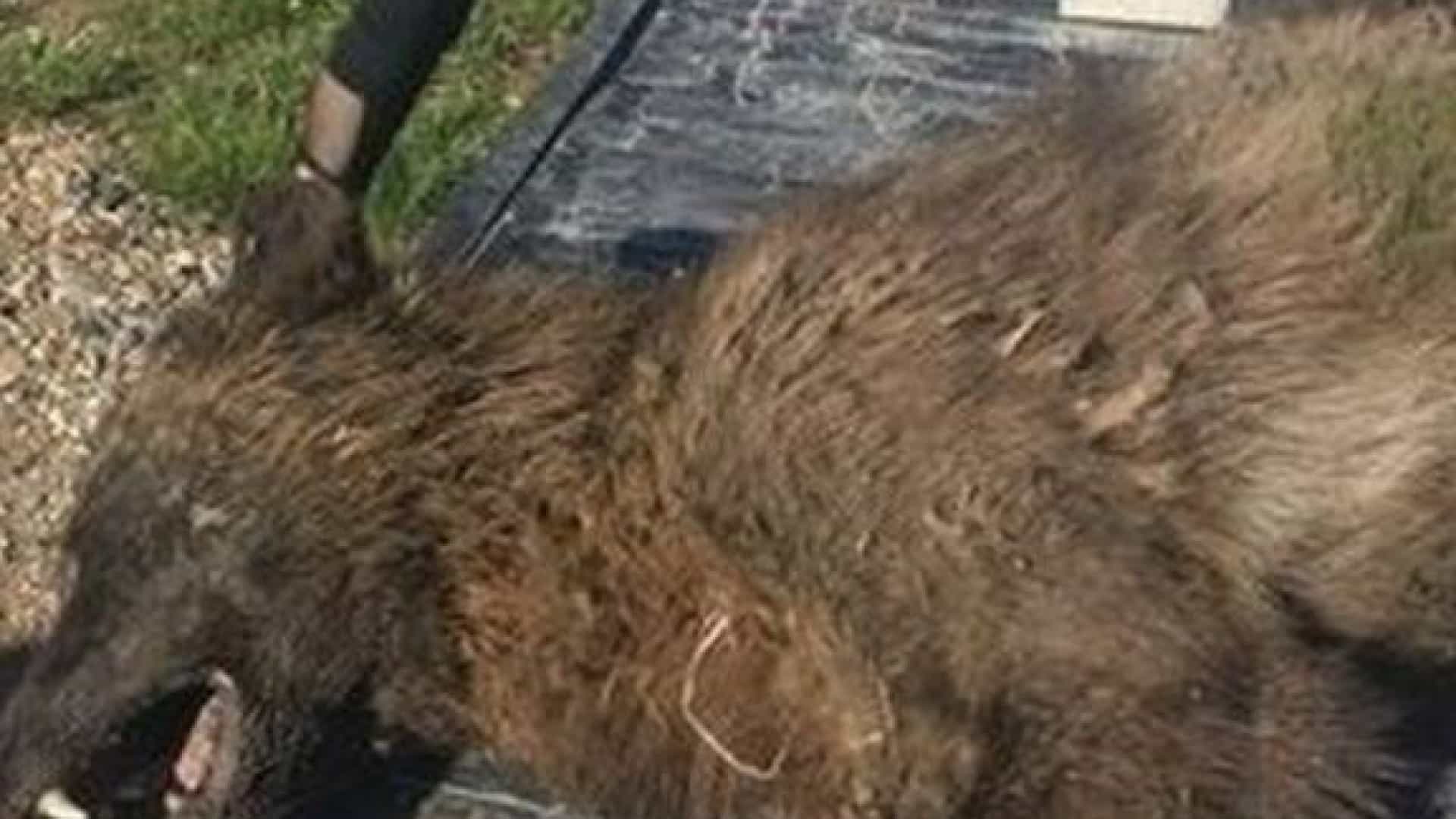 Não É Cão, Nem Lobo - Wolf Dog Montana - HD Wallpaper 