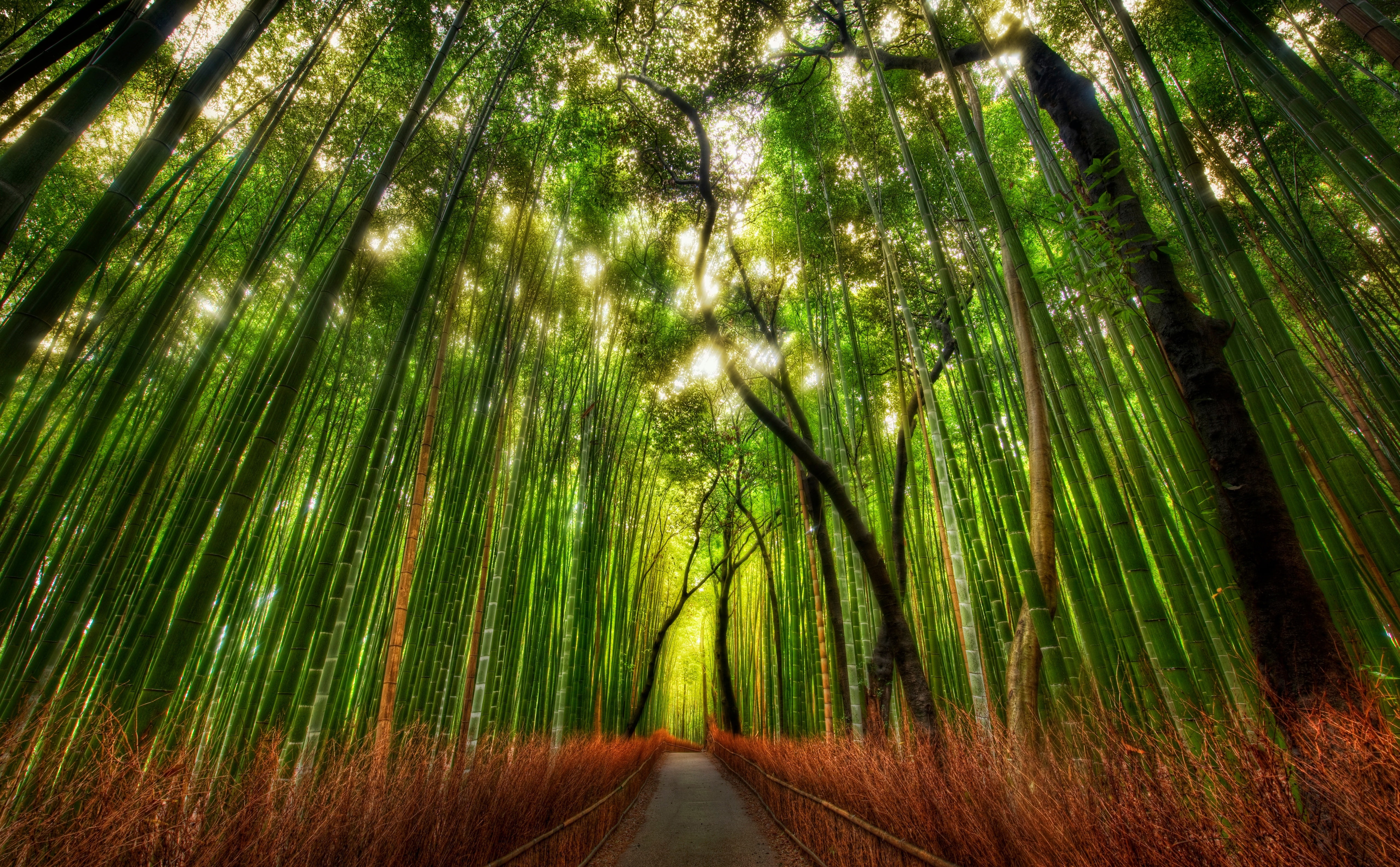Bamboo Forest 4k - HD Wallpaper 