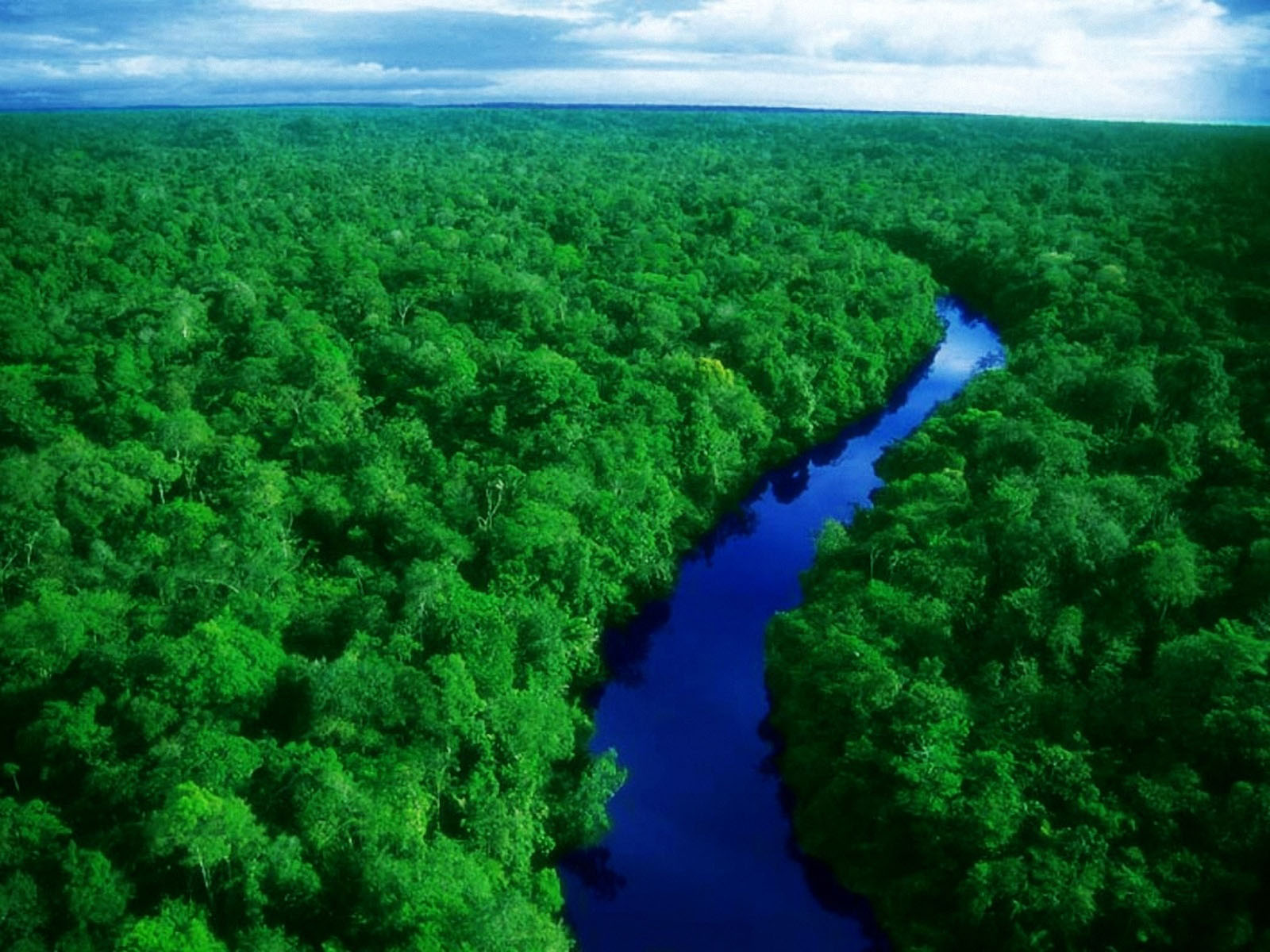 Amazon Forest - HD Wallpaper 