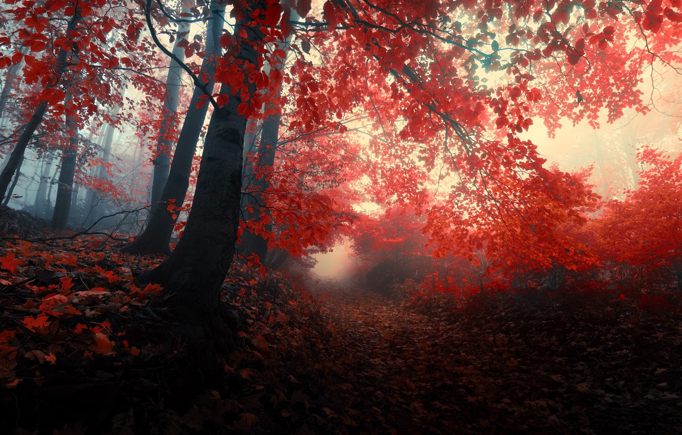Photo Wallpaper Autumn, Forest, Leaves, Trees, Nature, - Adrian Von Ziegler Autumn Forest - HD Wallpaper 