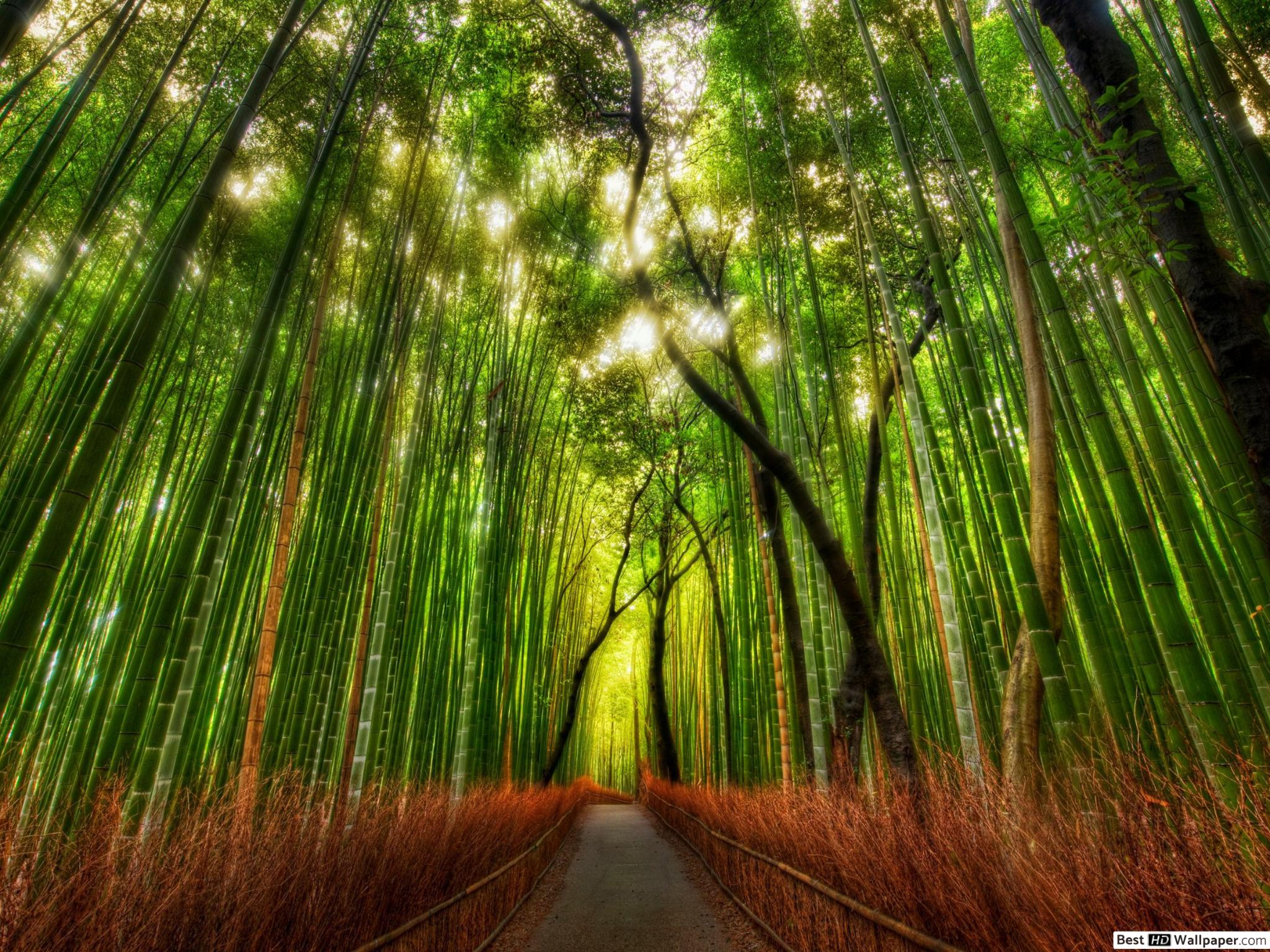 Hermoso Paisaje De Plantas - HD Wallpaper 