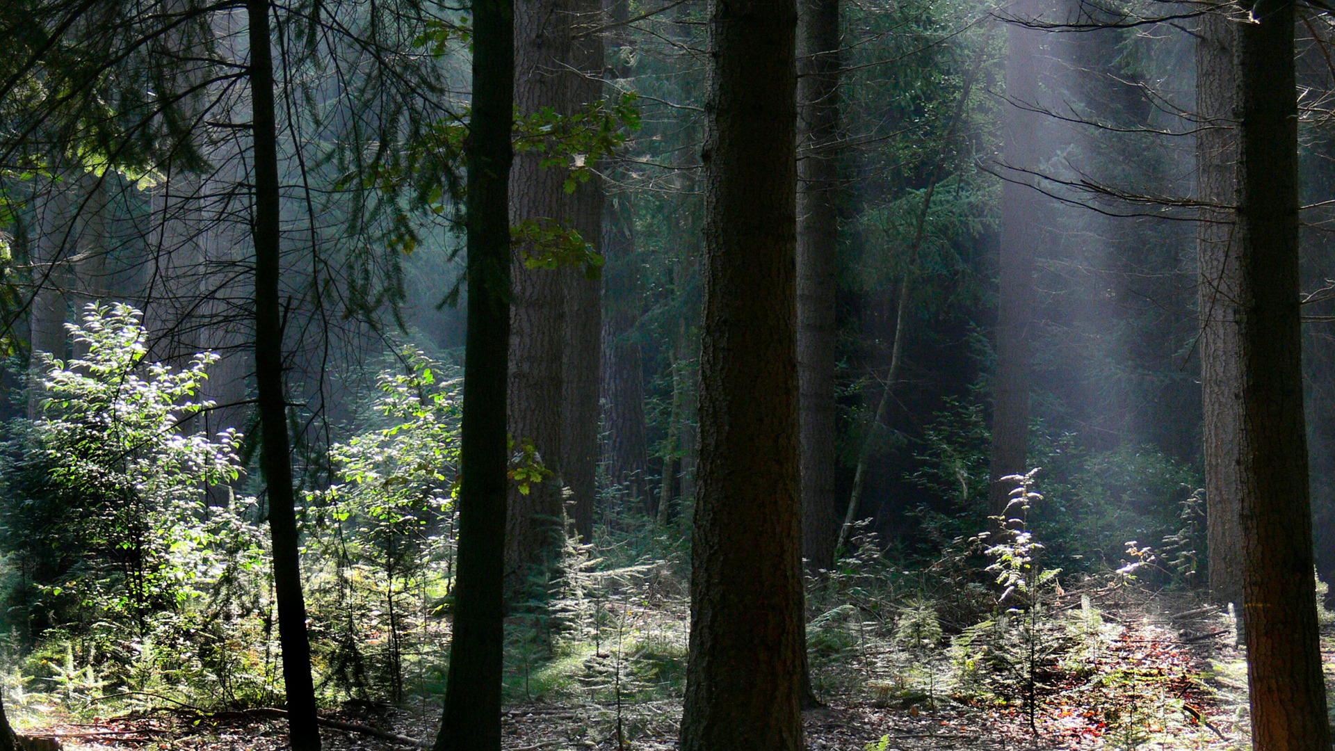 Facebook Cover Photos Hd Forest - HD Wallpaper 