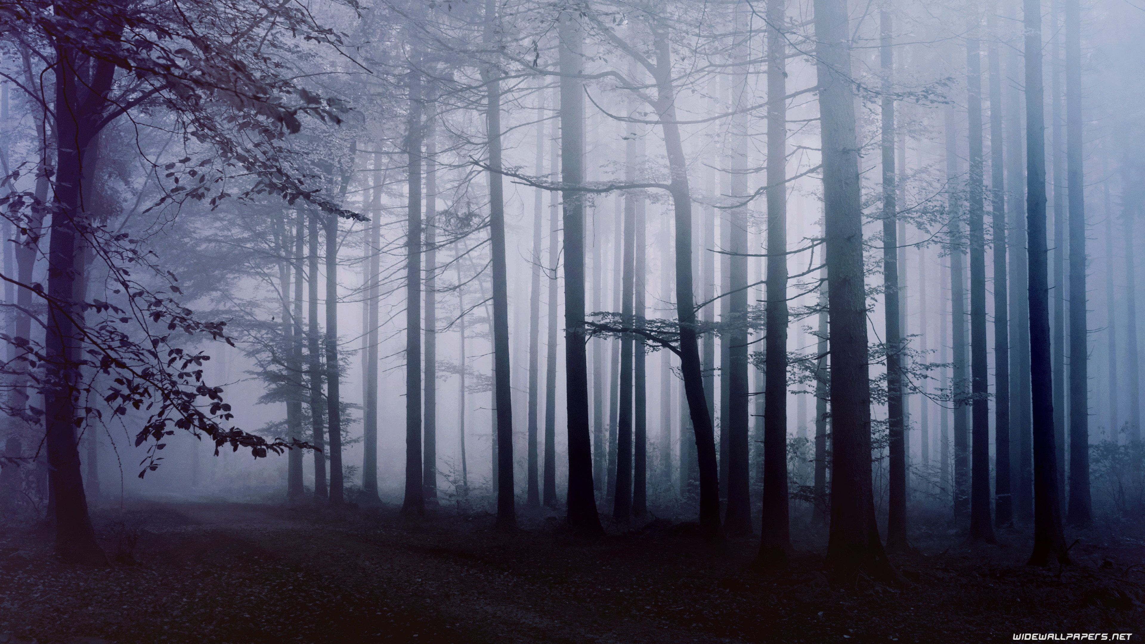 3840x2160, Forest Wallpapers 4k Ultra Hd Data Id - Dark Forest Wallpaper 4k - 3840x2160 Wallpaper 3840x2160, Forest Wallpapers 4k Ultra Hd Data Id - Dark Forest Wallpaper 4k - 3840x2160 Wallpaper