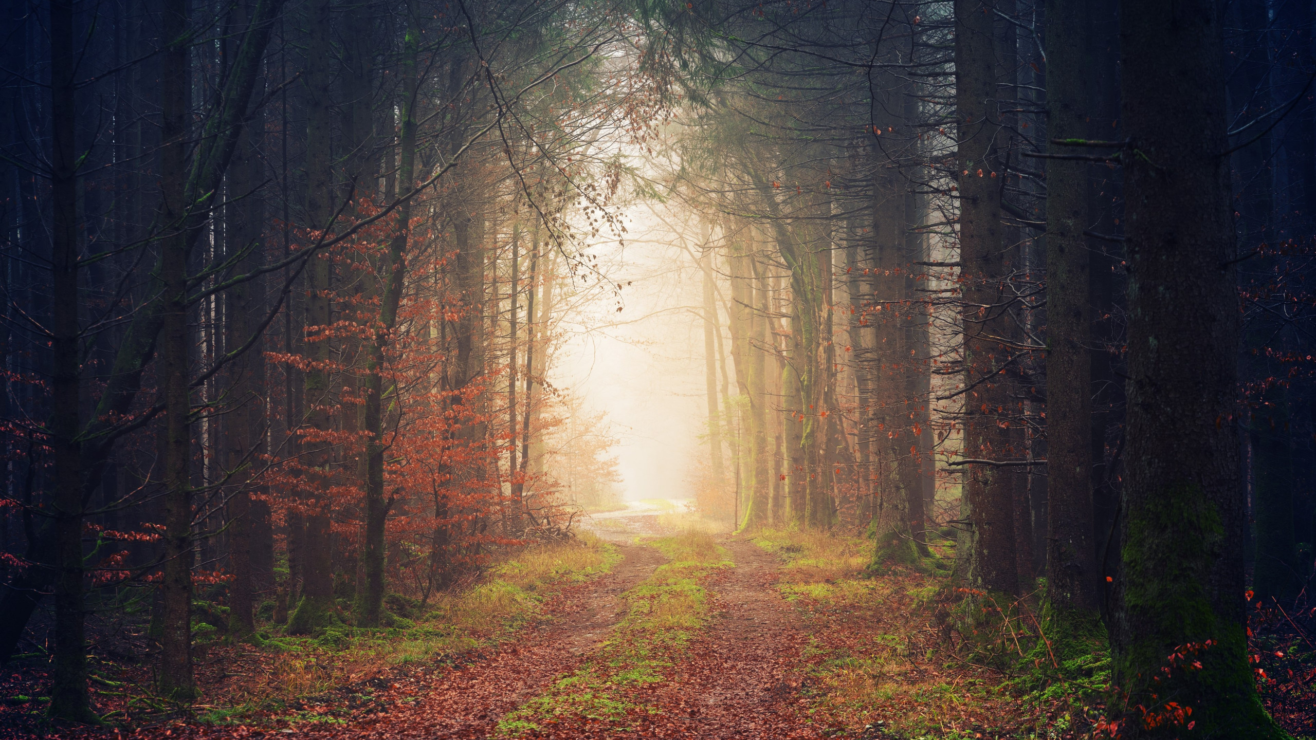 Best Forest Landscape Wallpaper - Forest - HD Wallpaper 