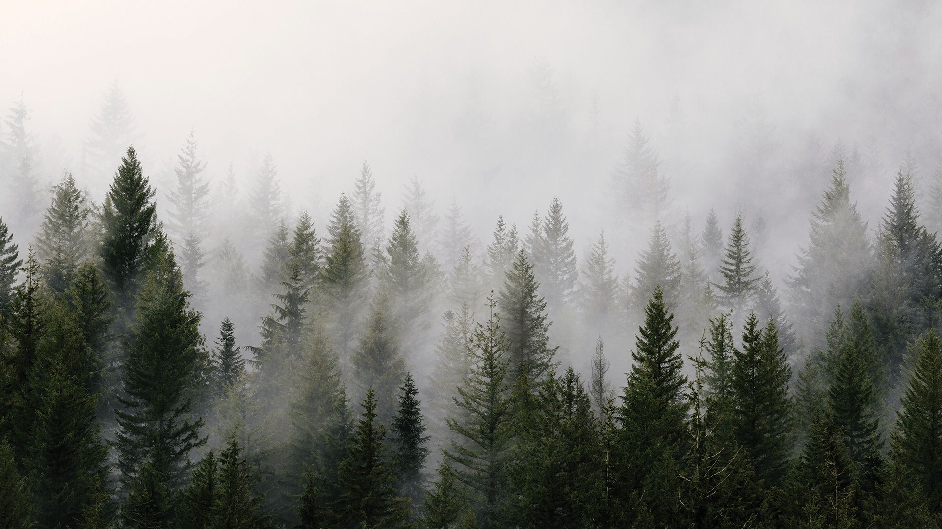 Forest Fog - HD Wallpaper 