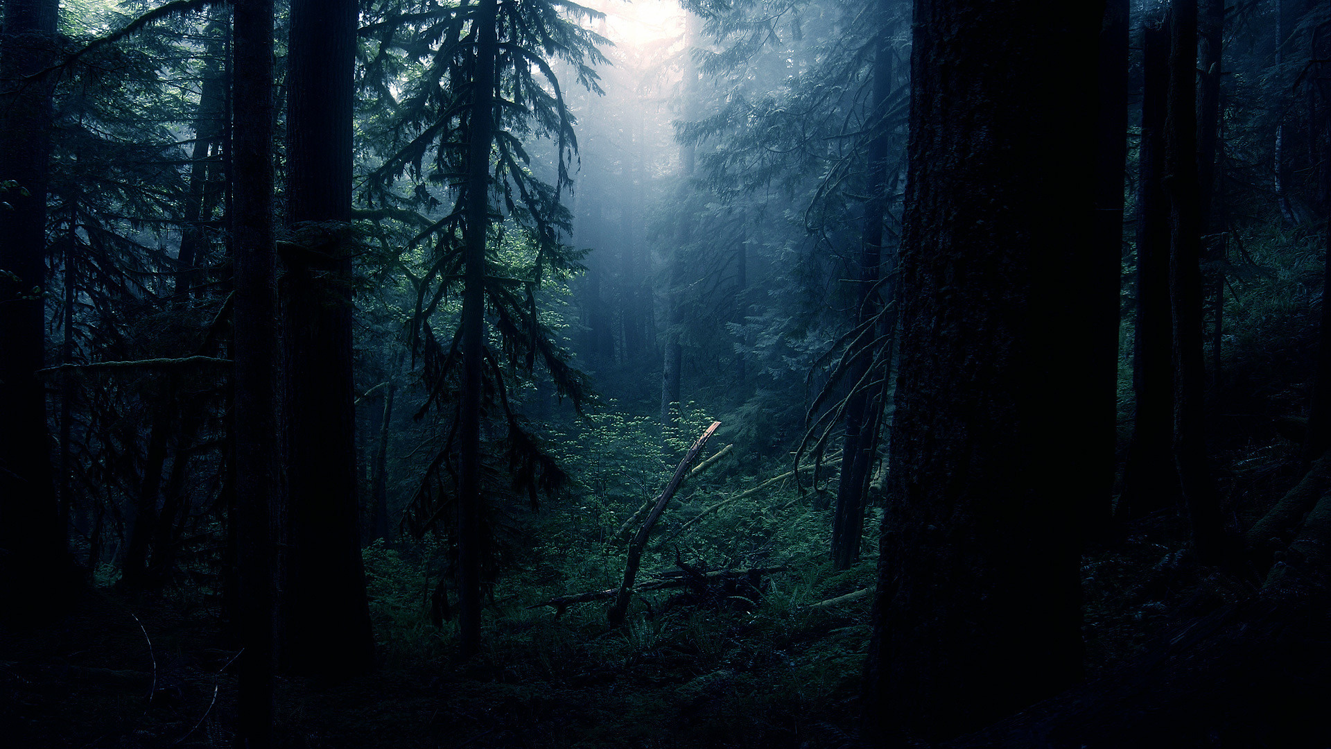 Dark Forest Wallpapers Images Hd, Iphone - Dark Forest - HD Wallpaper 