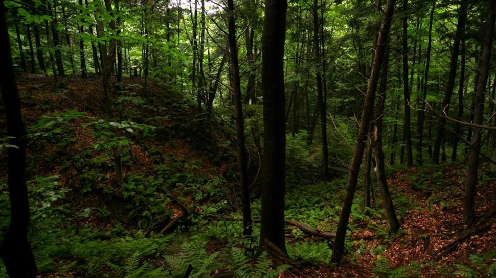 Dark Forest Wallpaper,forest Hd Wallpaper,1920x1080 - Dark Forest - HD Wallpaper 