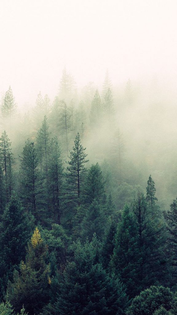 Forest Wallpaper Forest Wallpaper Free Download Misty Forest High Res 576x1024 Wallpaper Teahub Io Forest Wallpaper Forest Wallpaper Free Download Misty Forest High Res 576x1024 Wallpaper Teahub Io