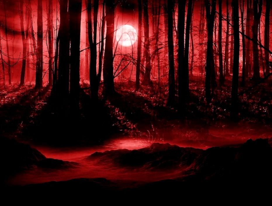 Red Forest Wallpaper Wallpaper Free Download - Dark Forest Red - HD Wallpaper 