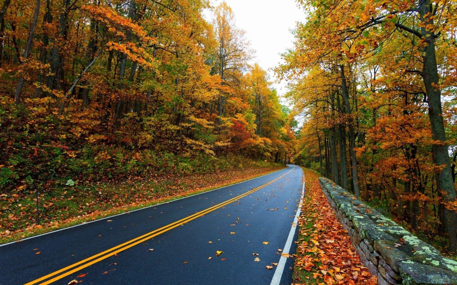 Hd Long Road In The Forest Wallpaper - Long Road In The Forest - HD Wallpaper 