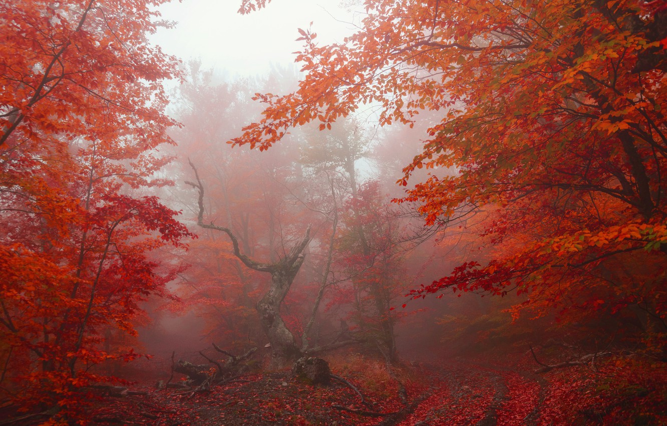 Photo Wallpaper Autumn, Forest, Leaves, Trees, Fog, - Autumn - HD Wallpaper 