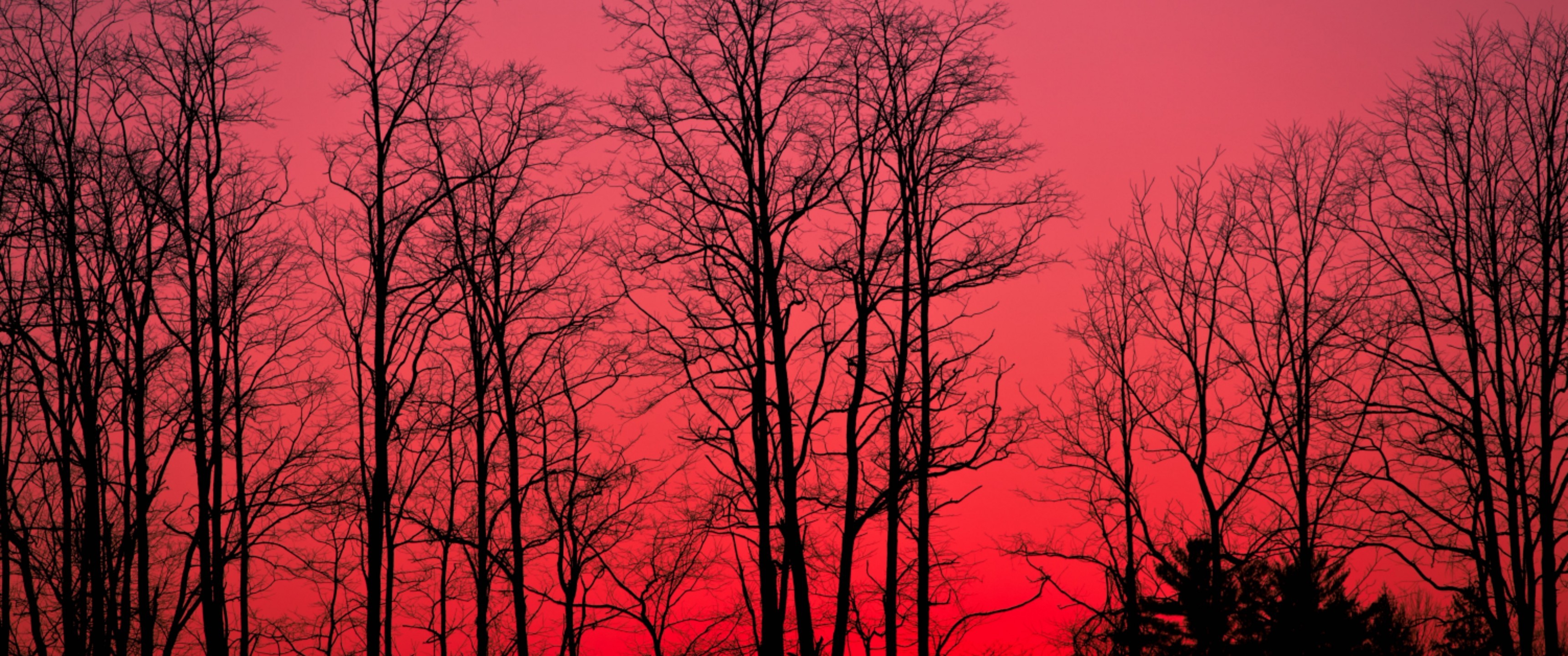 Red Sky, Forest, Tree Silhouette - Red Sky Forest - 3440x1440 Wallpaper -.....