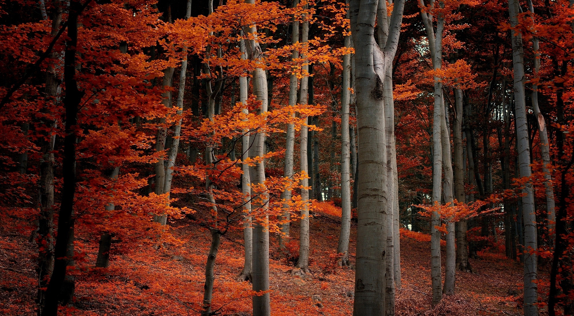 Red Forest - Red Forest Autumn - HD Wallpaper 