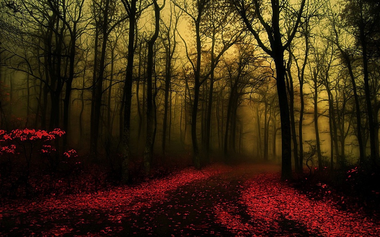 Wallpaper - Forest Beautiful Backgrounds - HD Wallpaper 