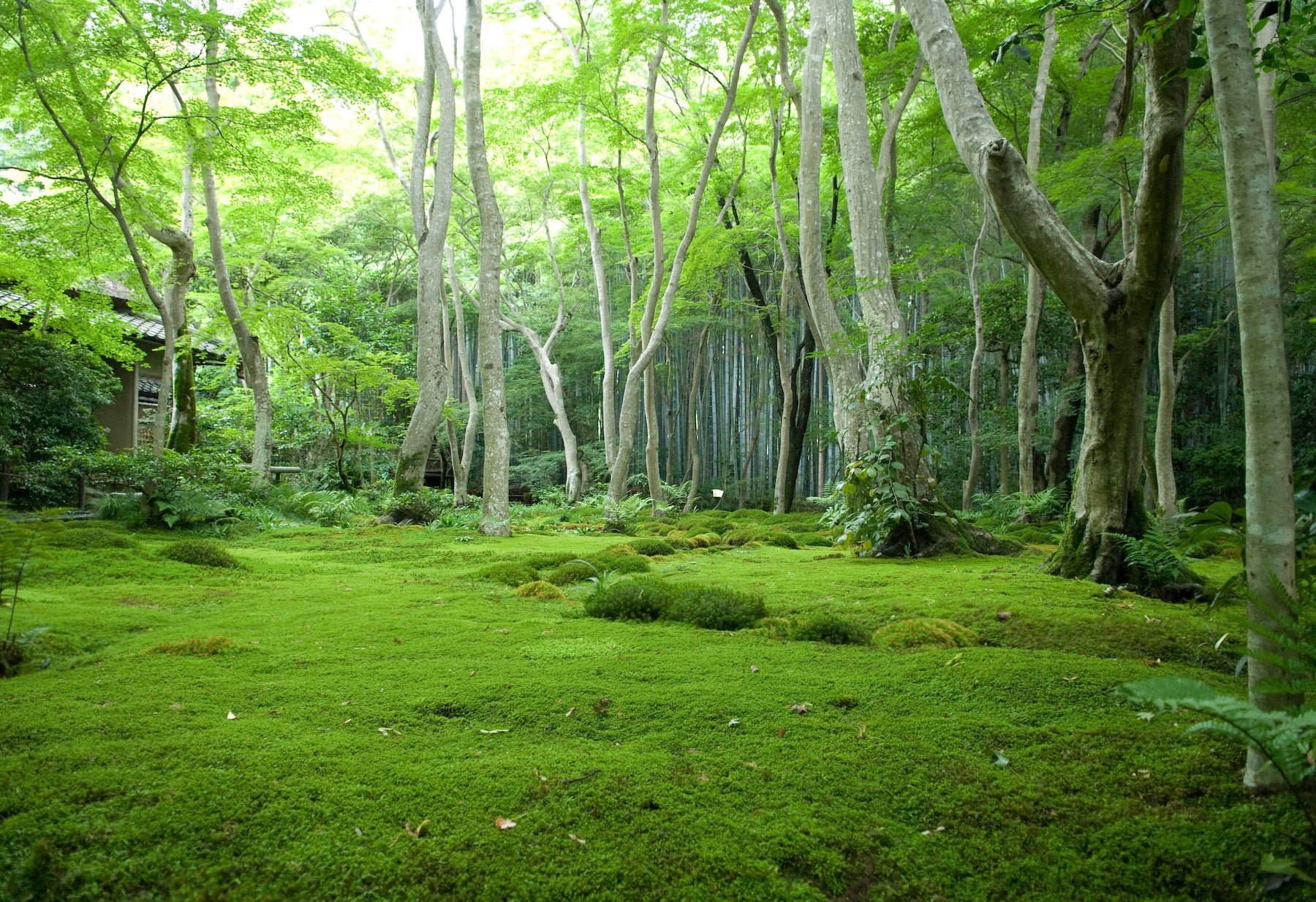 Green Forest Wallpaper Hd - HD Wallpaper 