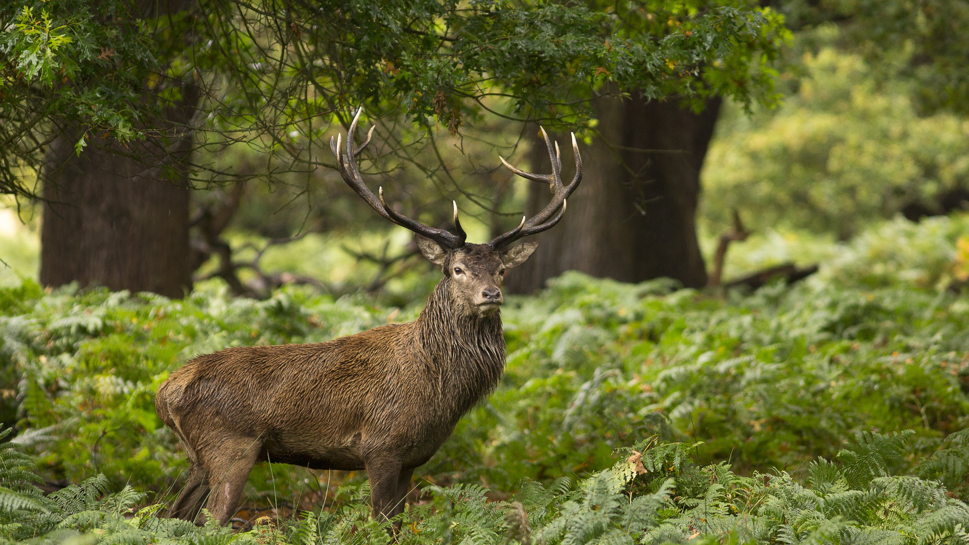 Forest Animal Deer Wallpaper Free Download - Animal Wallpaper Hd Download For Android Mobile - HD Wallpaper 