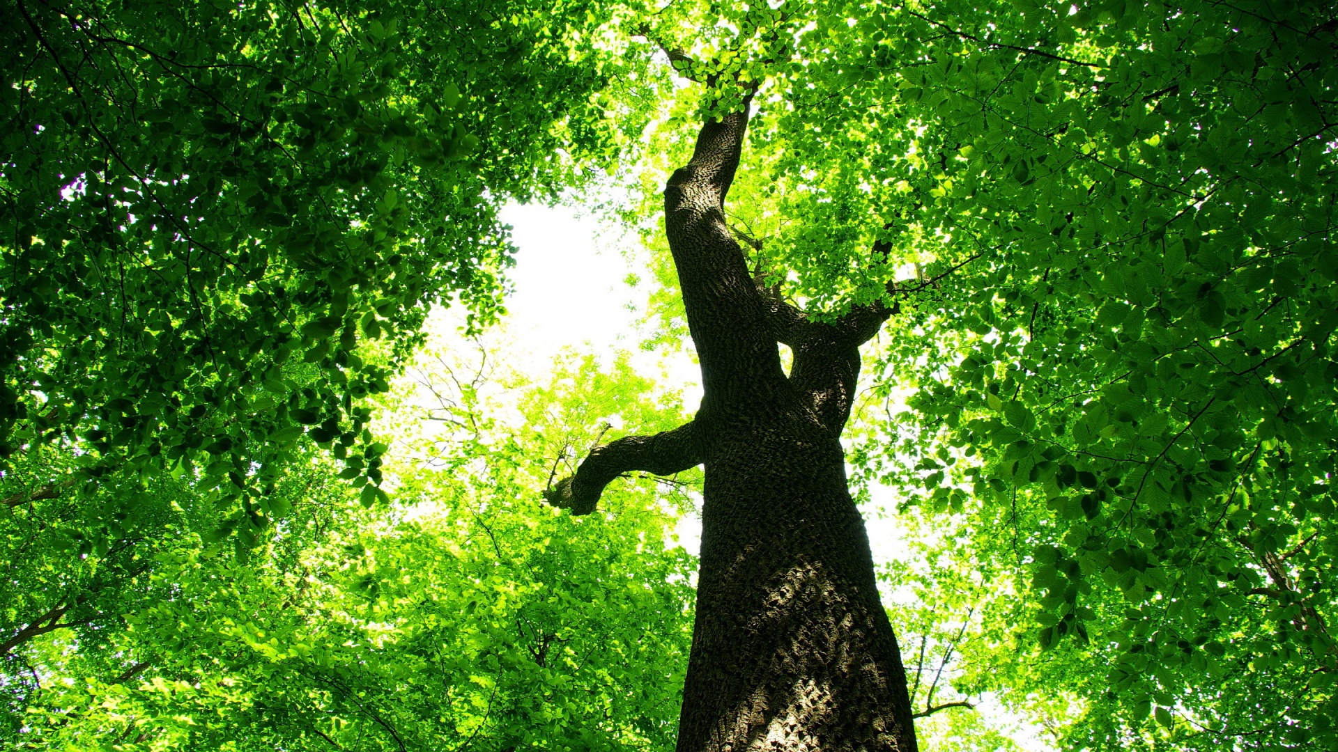 Green Tree - HD Wallpaper 