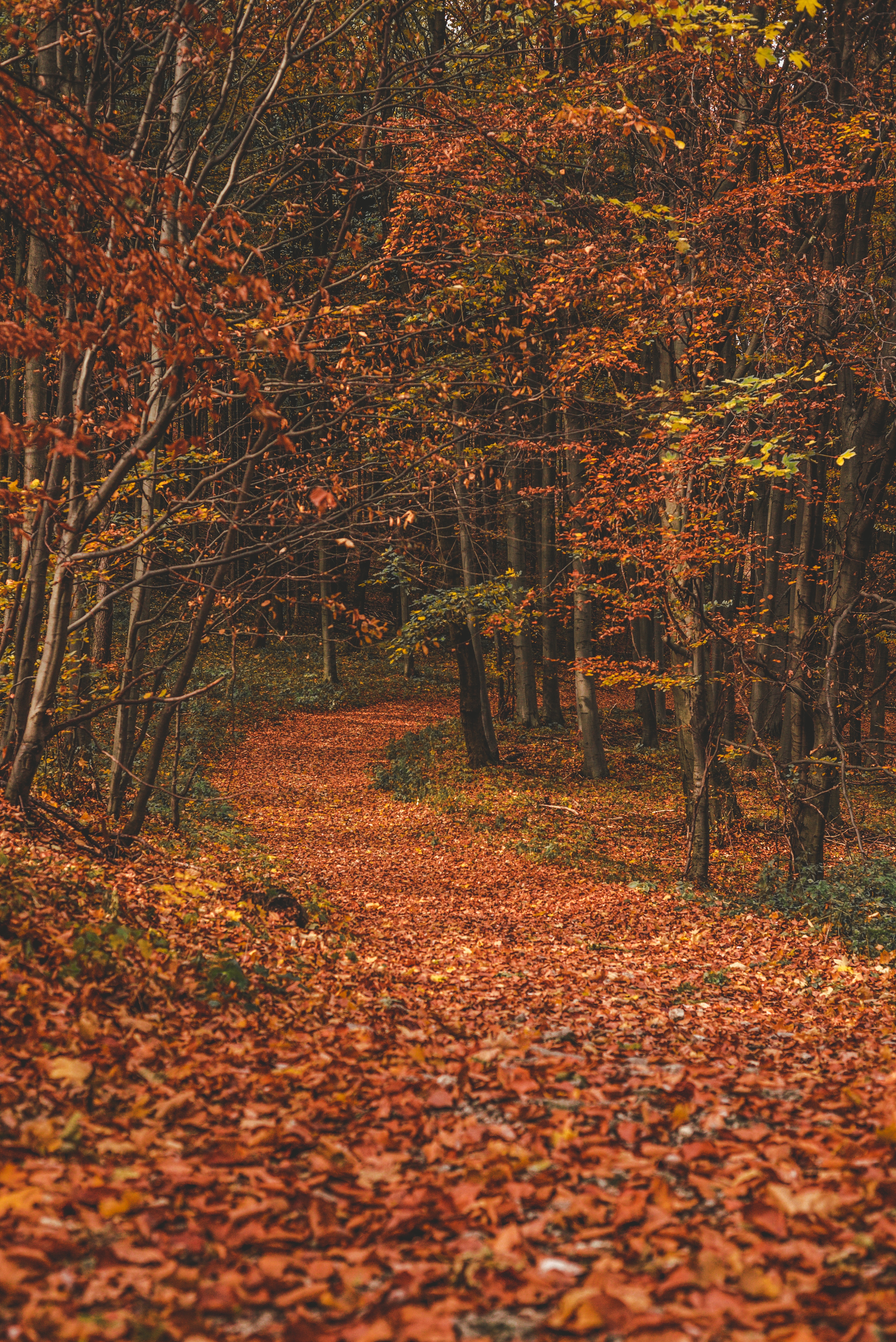 Wallpaper Autumn, Forest, Trail, Leaves, Fallen, Trees, - HD Wallpaper 