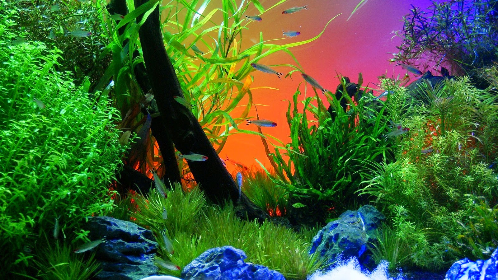 Hd Wallpaper Fish Aquarium Background - HD Wallpaper 