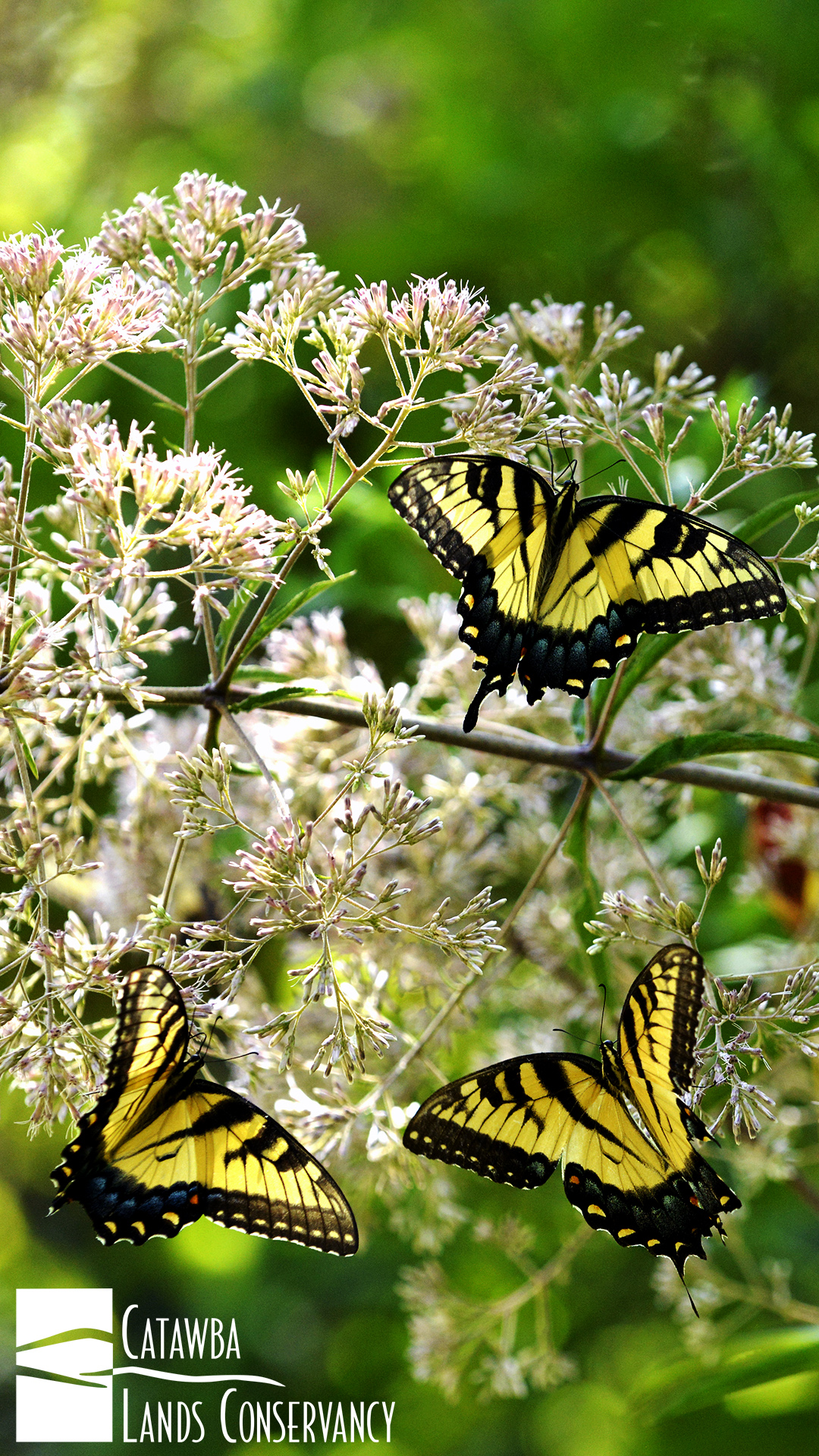 Papilio Machaon - HD Wallpaper 