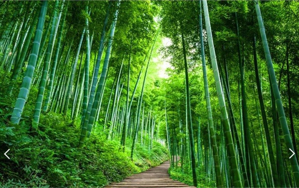 Gambar Pemandangan Hutan Bambu - HD Wallpaper 