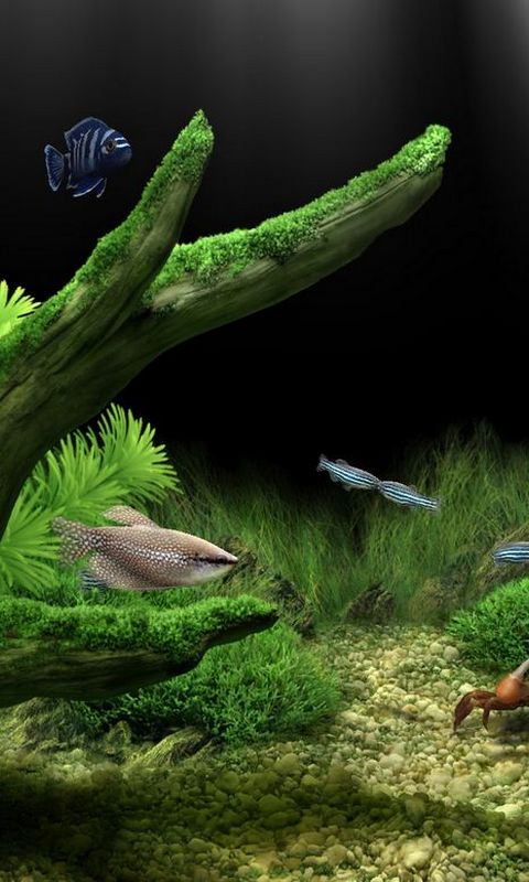 Aquarium Wallpaper Hd Android - 480x800 Wallpaper 
