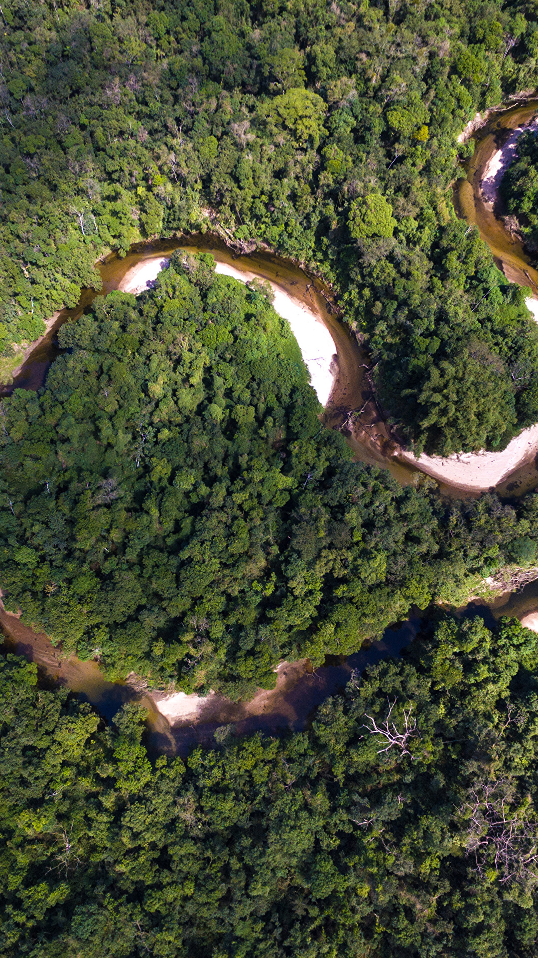 Cenital View Forest - HD Wallpaper 