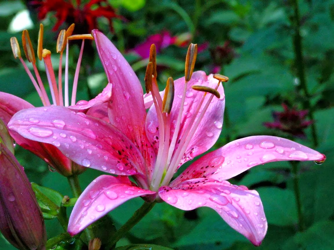Very Nice Pink Color Flowers Wallpapers - Lily Flower - HD Wallpaper 