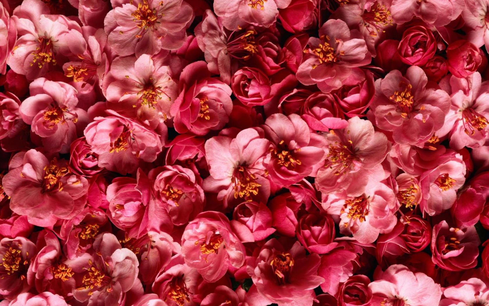 Pink Colour Flowers Wallpapers - HD Wallpaper 
