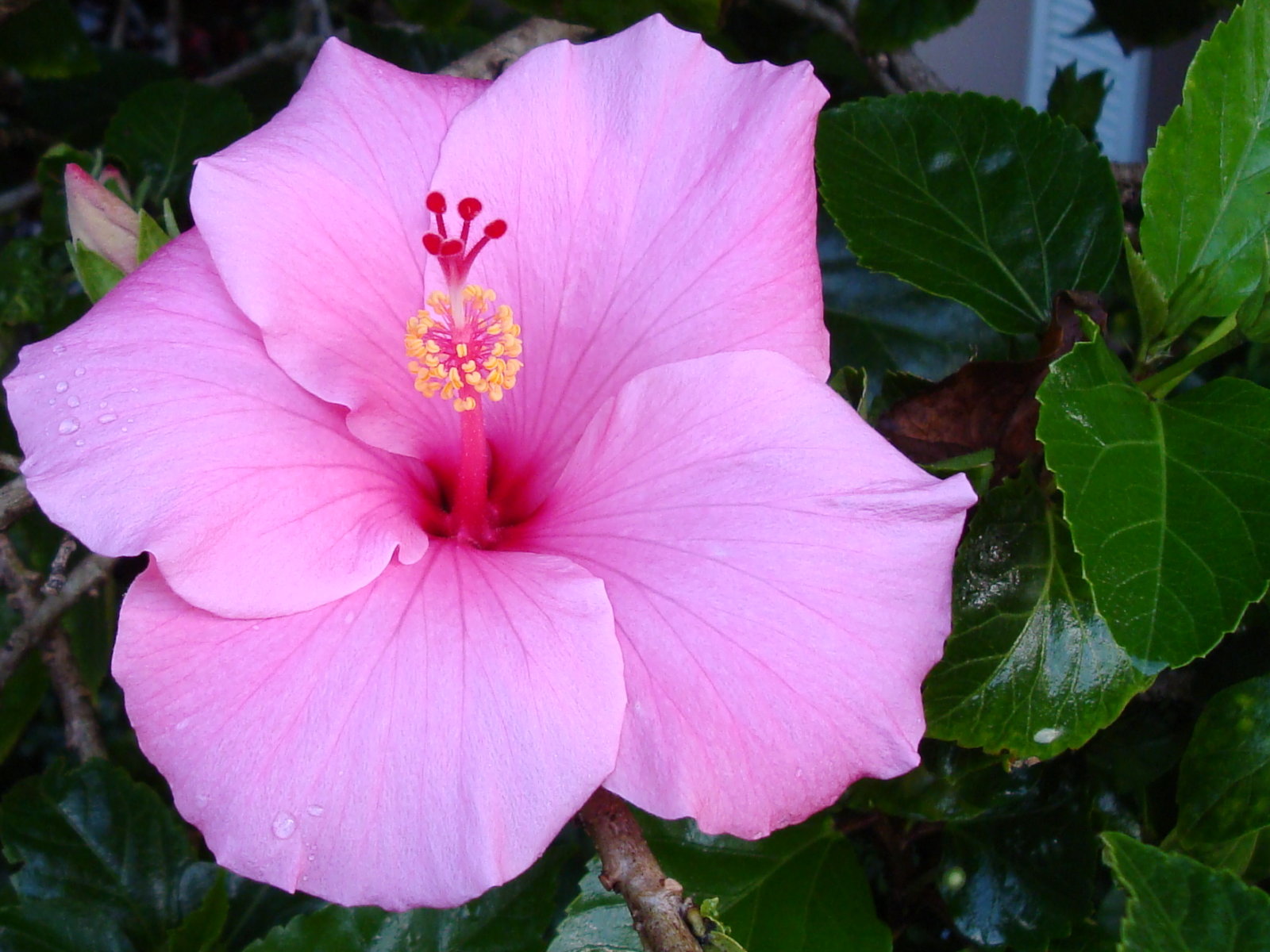 Pink Hibiscus - Hibiscus Flowers Pink Colors - HD Wallpaper 