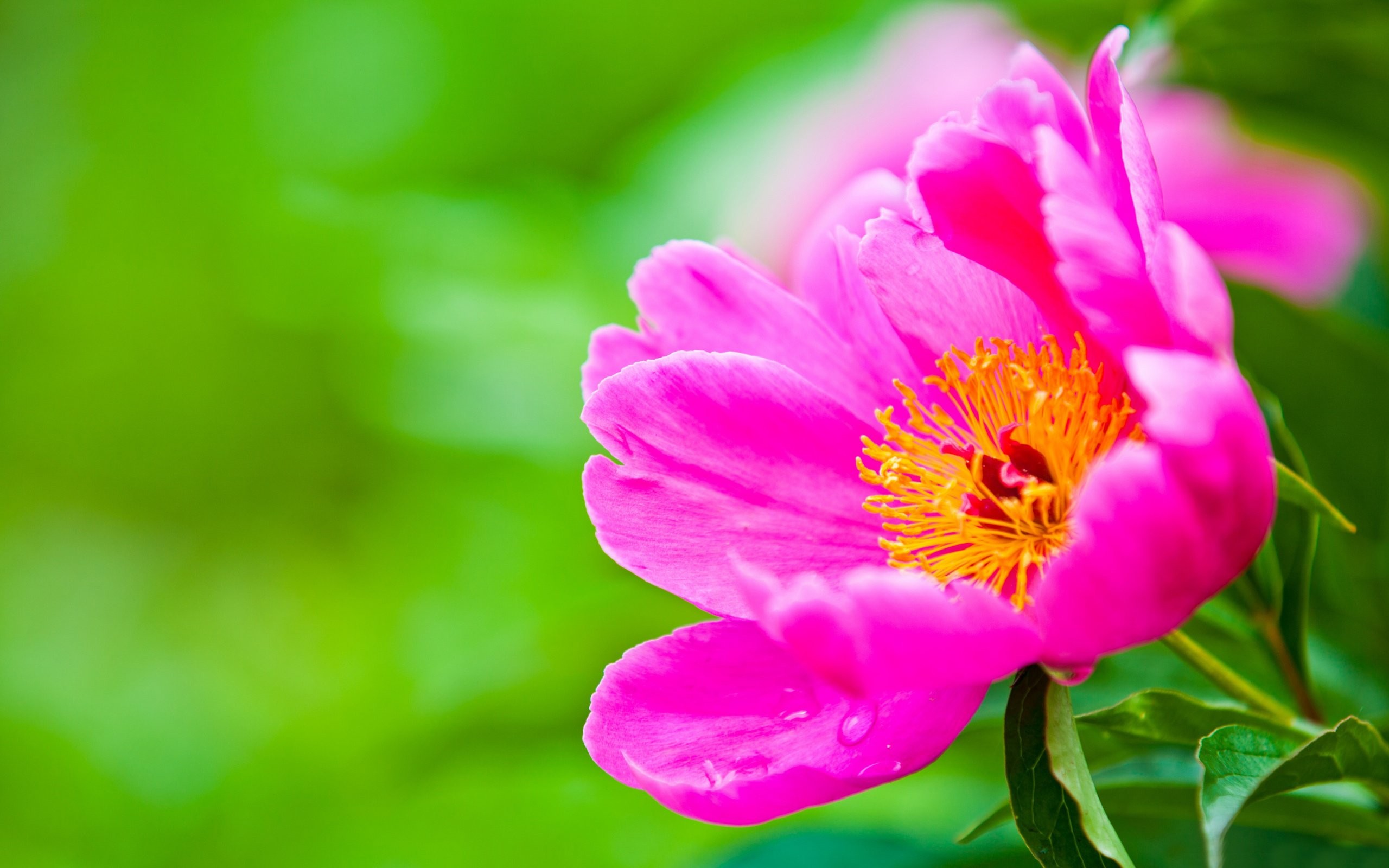 Beautiful Flower Nature Pink - HD Wallpaper 