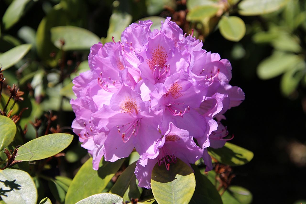 Pacific Rhododendron - HD Wallpaper 
