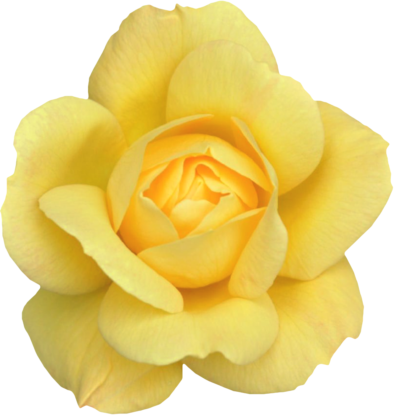 Desktop Wallpaper Rose Clip Art - Yellow Rose - HD Wallpaper 