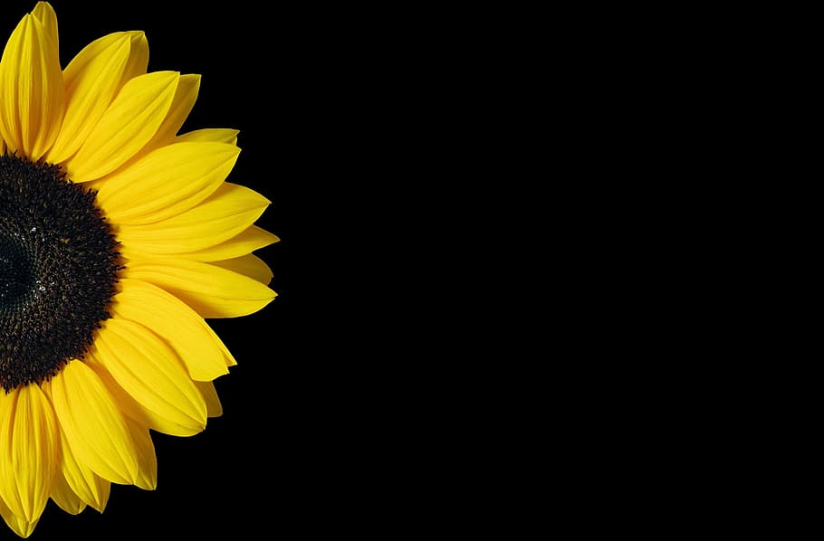 Sunflower, Yellow, Black, Background, Copy Space, Nature, - 910x598  Wallpaper 