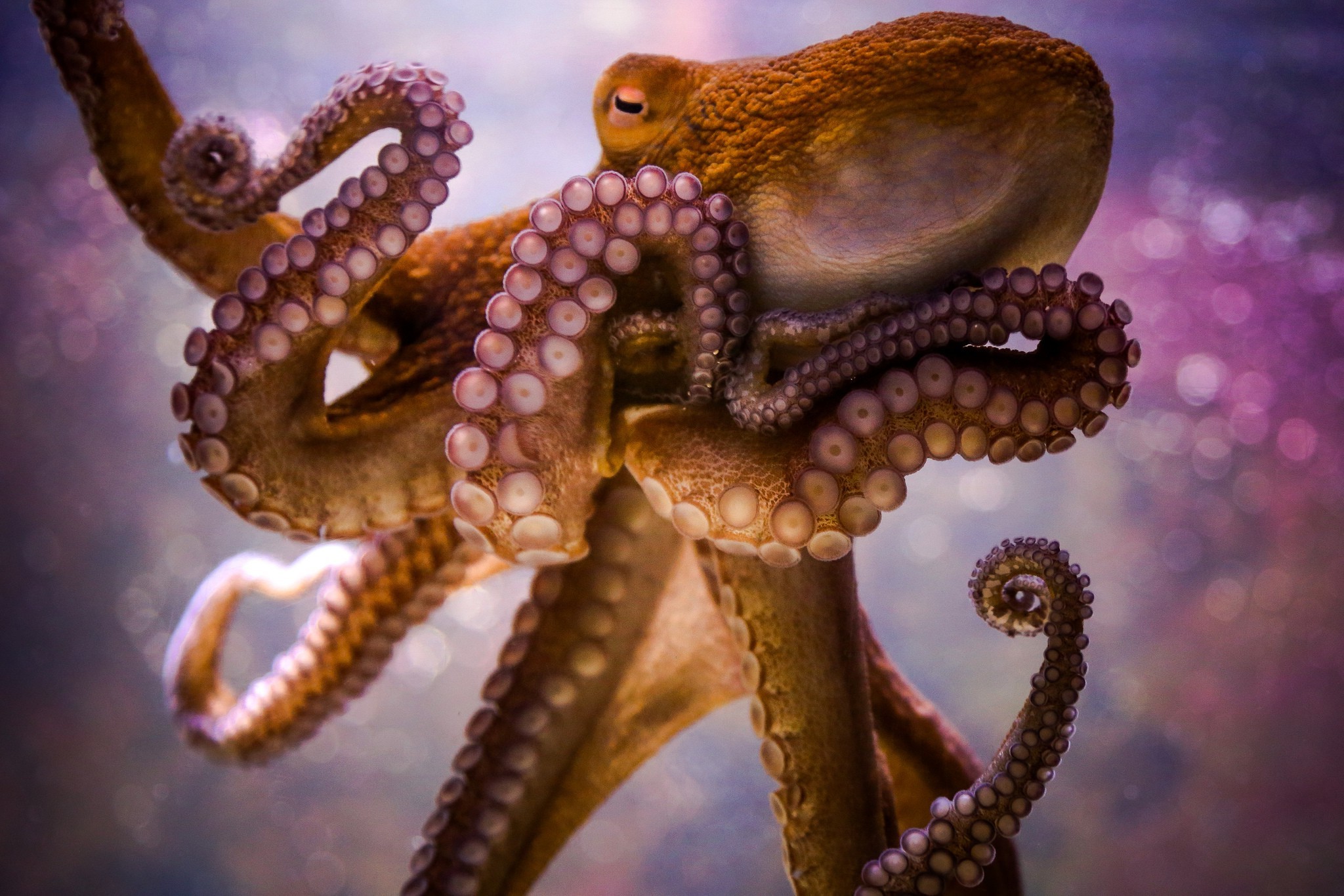 Animals, Octopus, Bokeh Wallpapers Hd / Desktop And - Octopus Wallpaper Hd - HD Wallpaper 