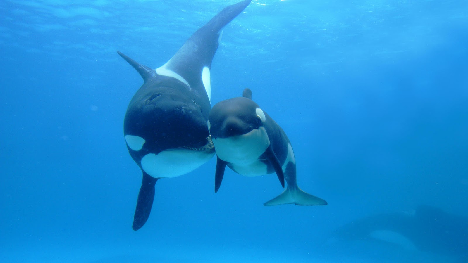 Killer Whale With Baby - HD Wallpaper 