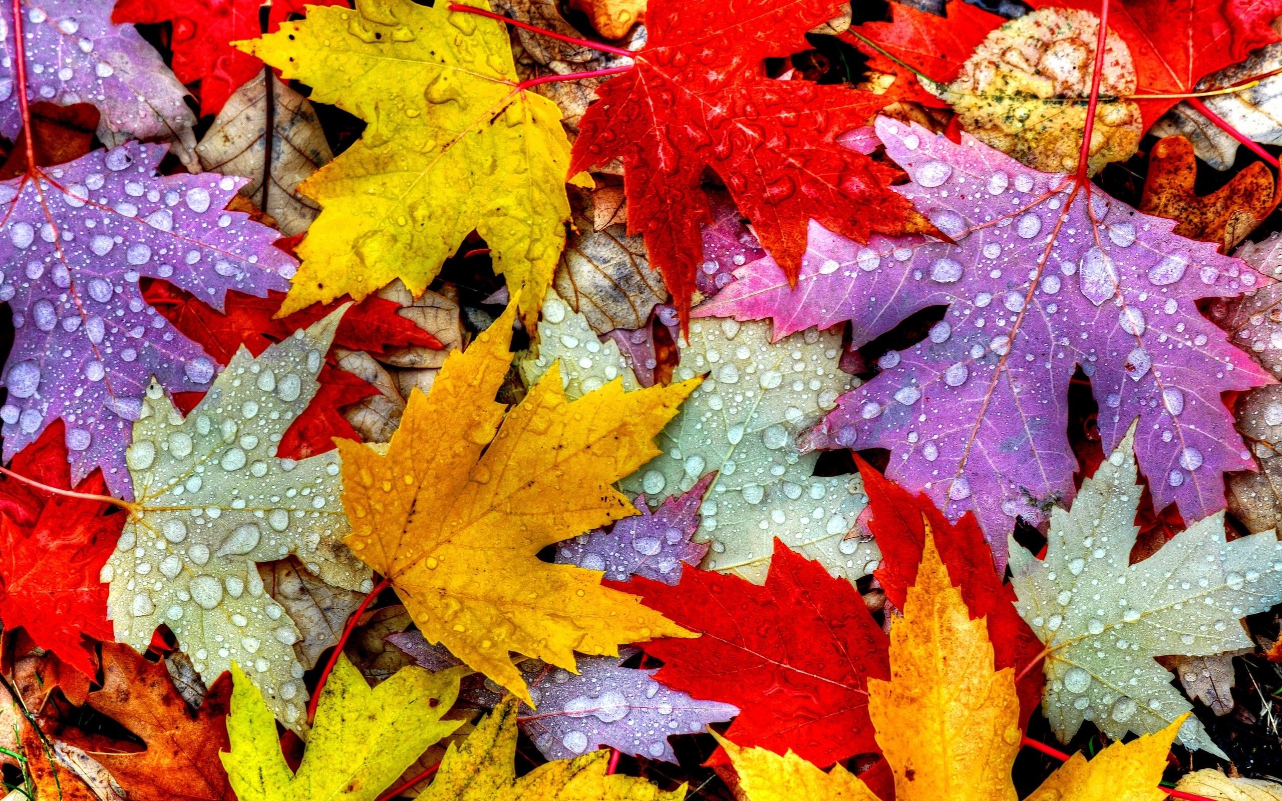 2560x1600, Autumn Leaf 
 Data Id 289463 
 Data Src - Leaves Wallpaper Autumn - HD Wallpaper 