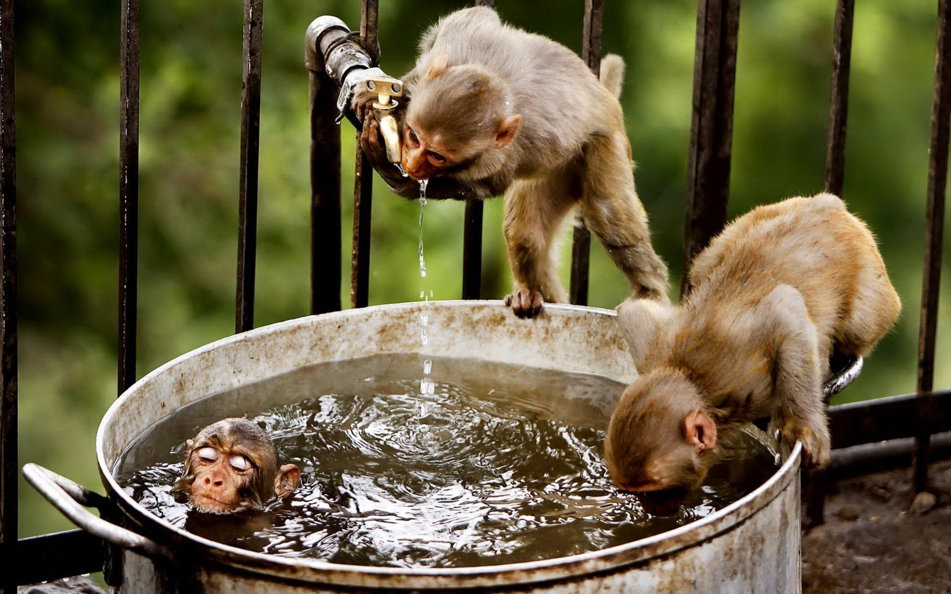 Funny Monkeys In A Bucket Silly Wallpaper - Animals Bathing In Water - 1920x1200 Wallpaper Funny Monkeys In A Bucket Silly Wallpaper - Animals Bathing In Water - 1920x1200 Wallpaper