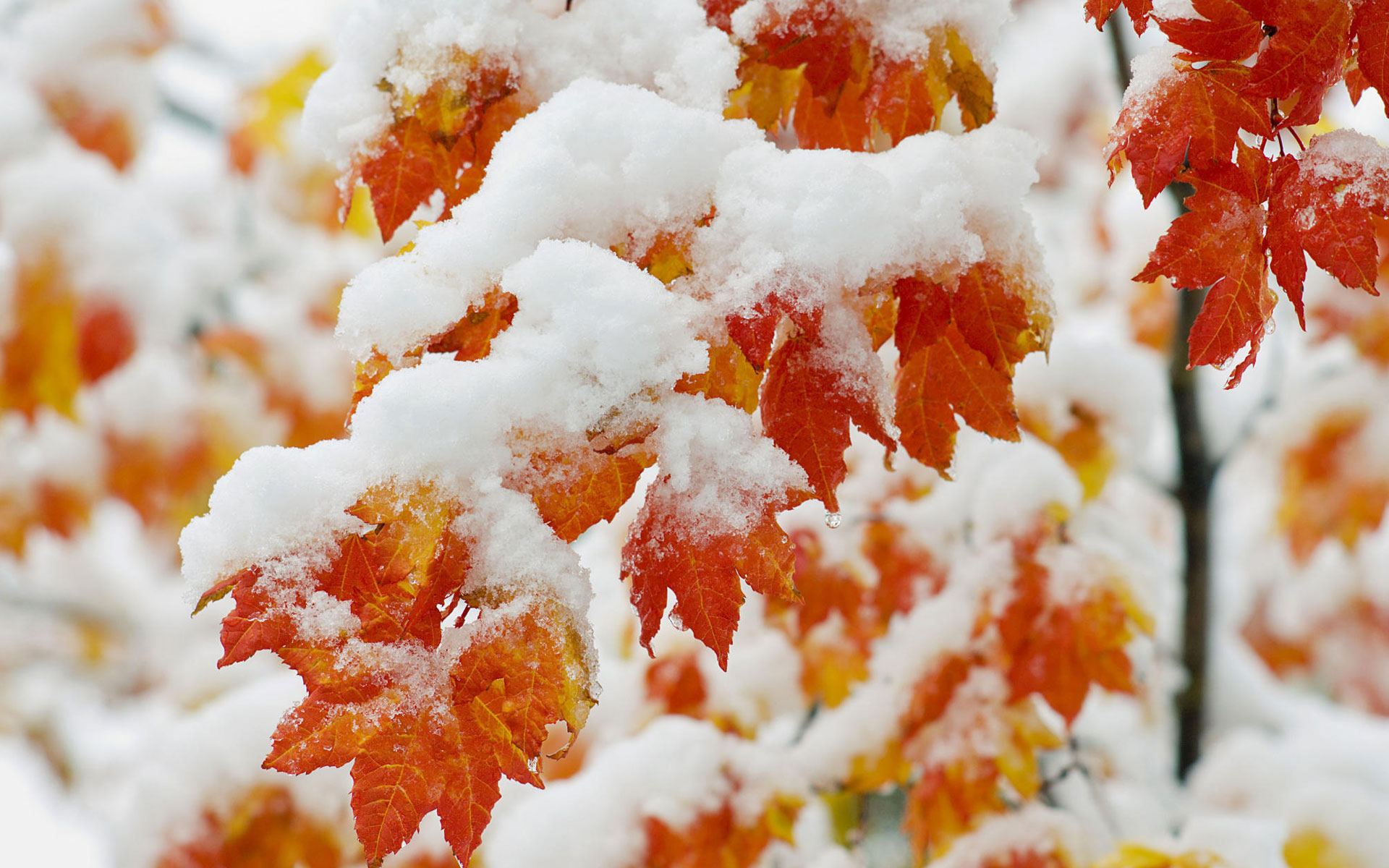 Early Snowfall - Snow On Autumn Leaves - HD Wallpaper 
