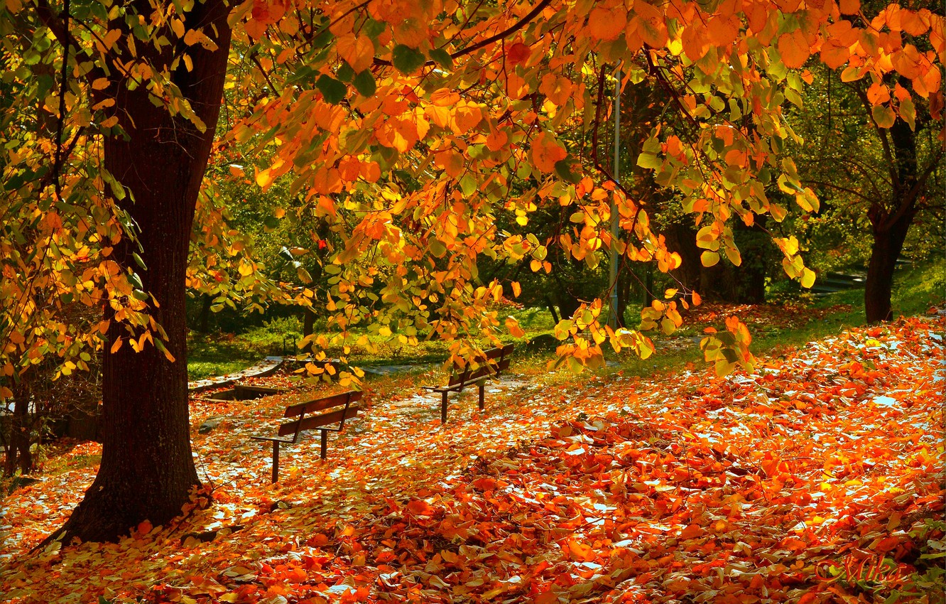 Photo Wallpaper Autumn, Fall, Foliage, Autumn, Falling - Autumn Leaves ...