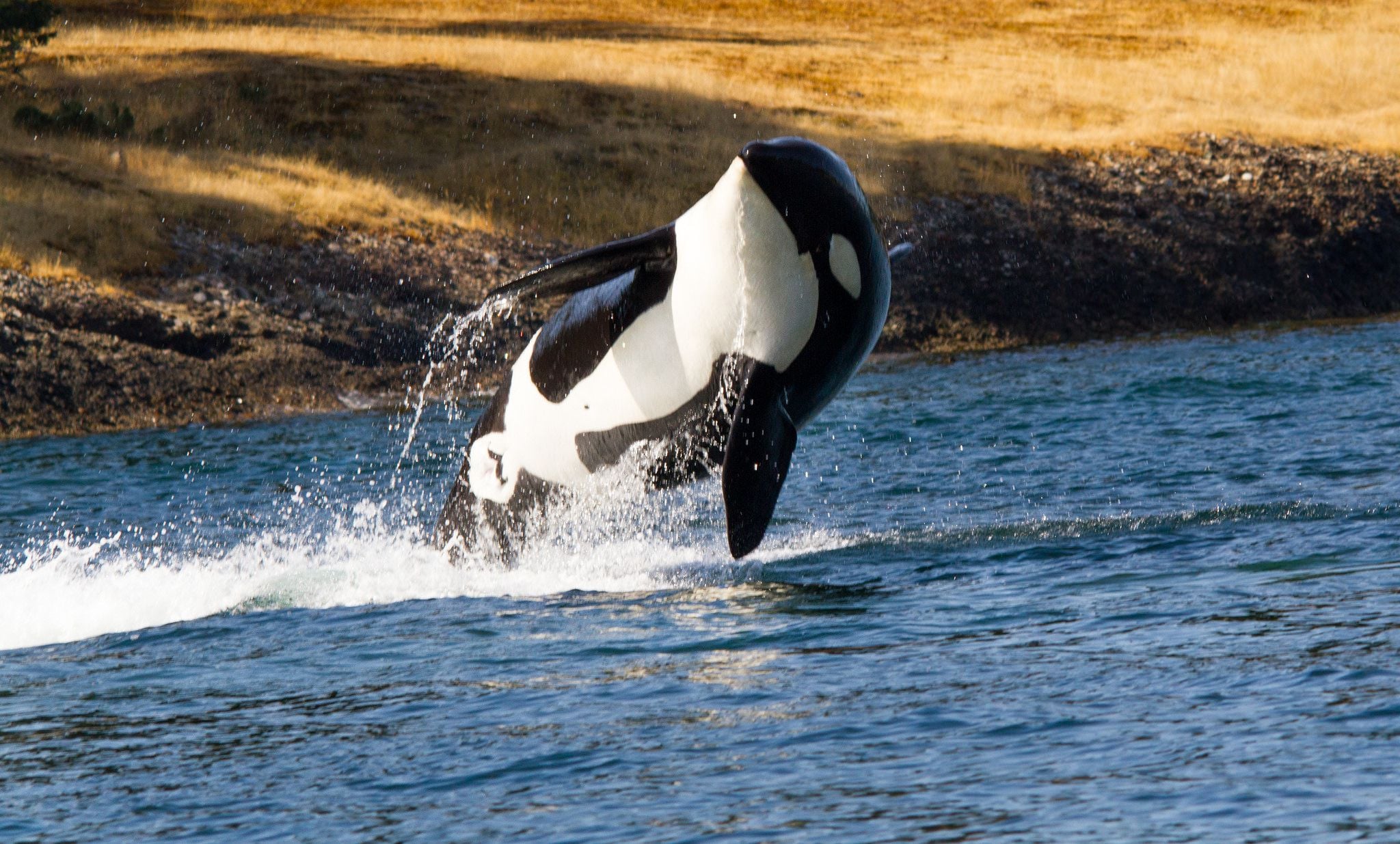 Killer Whale - HD Wallpaper 