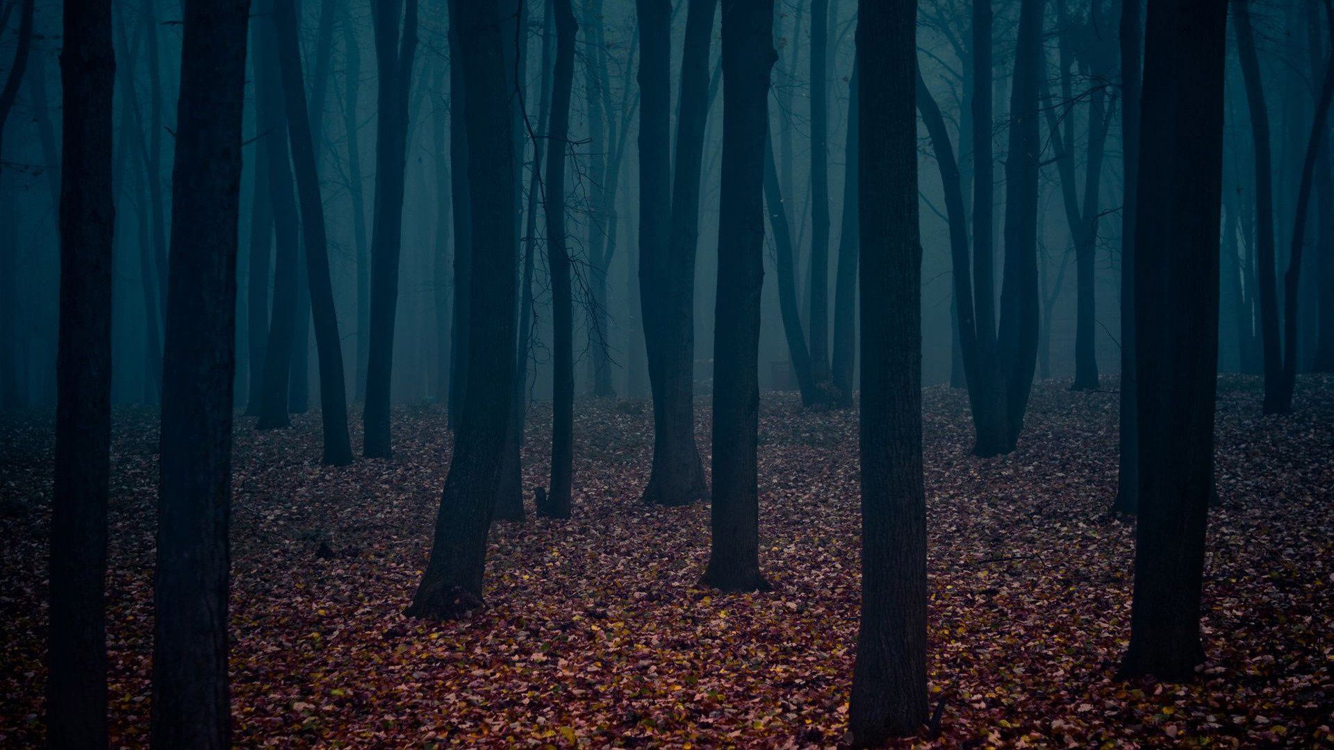 Mysterious Forest Dark Forest Wallpaper 19 19x1080 Wallpaper Teahub Io Mysterious Forest Dark Forest Wallpaper 19 19x1080 Wallpaper Teahub Io