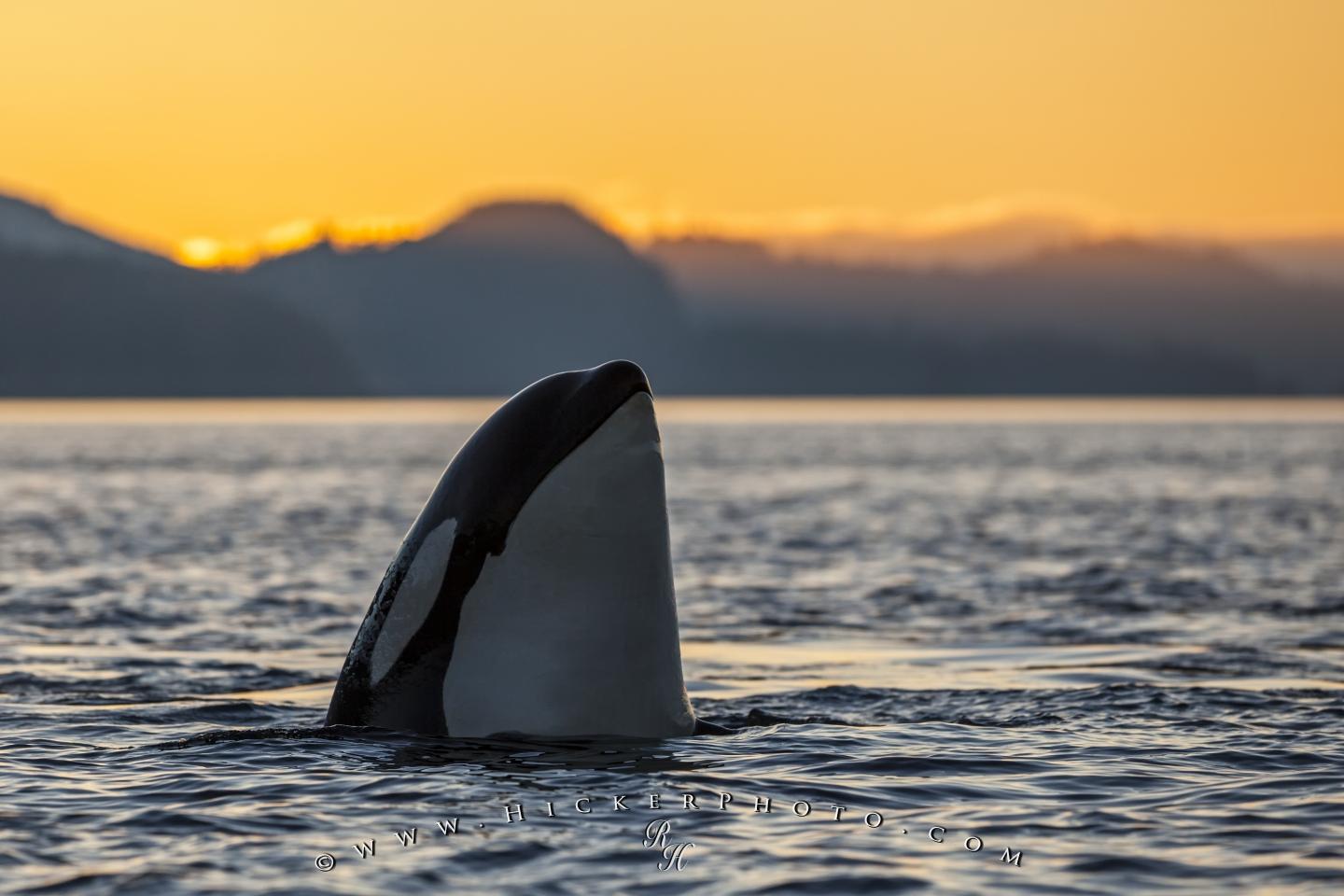 Photo Spy Hopping Orca Killer Whale Sunset - Killer Whales In The Sunset - HD Wallpaper 