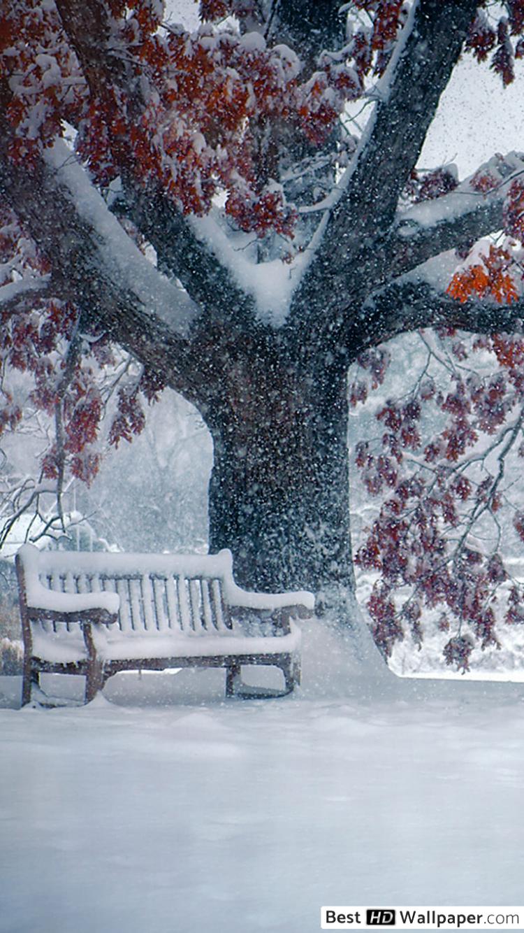 Wallpaper - HD Wallpaper 