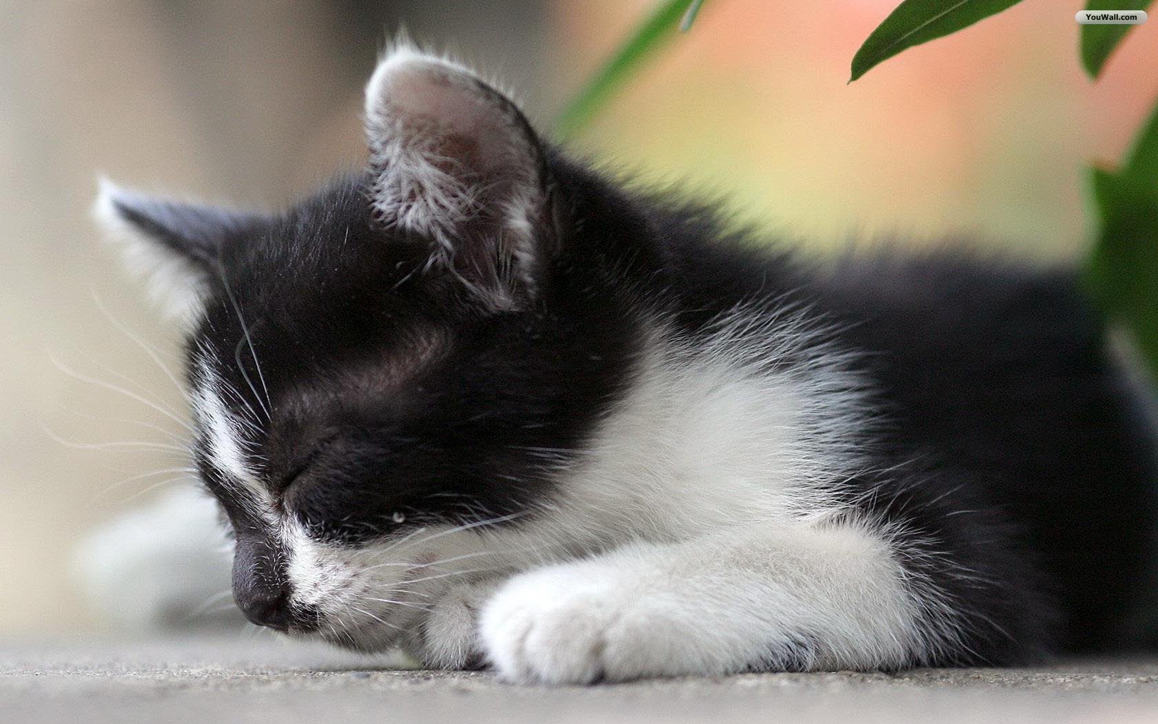 Hd Funny And Cute Cat Wallpapers Imagehost
new - Cute Black And White Kitties - HD Wallpaper 