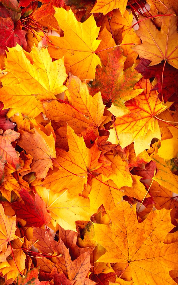 Cute Fall Wallpaper Leaves - HD Wallpaper 