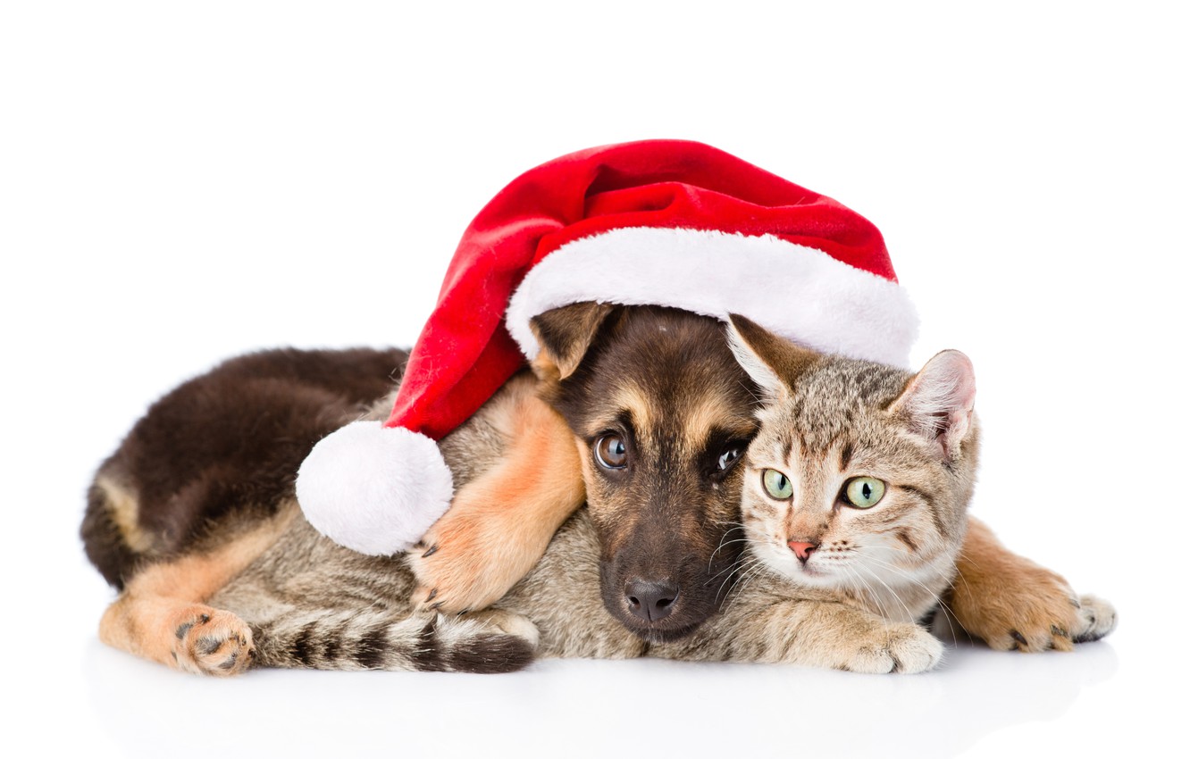 Photo Wallpaper Cat, Dog, New Year, Christmas, Christmas, - Xmas Cats And Dogs - HD Wallpaper 