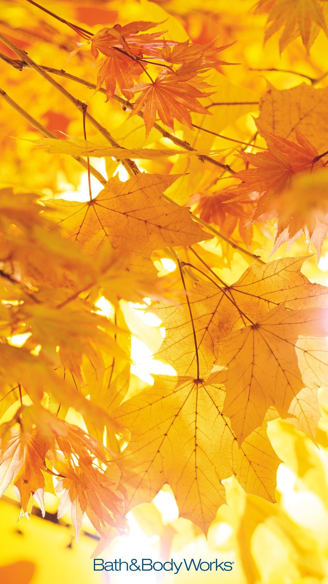 1080x1920, Fall Leaves Iphone Wallpaper 
 Data Id 339475 - Iphone Wallpaper Autumn Leaves - HD Wallpaper 